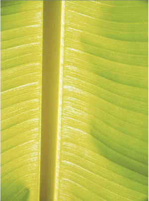 Name:Wall Art AB201A, Item id:1510a_AB201A (Medium Image)