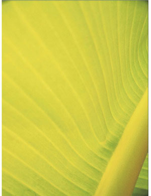 Name:Wall Art AB202A, Item id:1510a_AB202A (Medium Image)