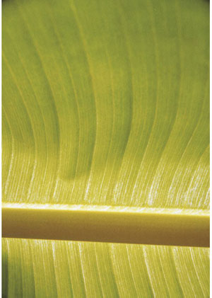 Name:Wall Art AB203A, Item id:1510a_AB203A (Medium Image)