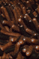 Primo Chocolate Black Shag Rug
