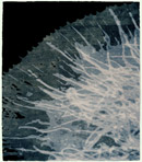 Dandelion B Signature Rug