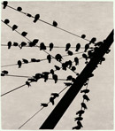 Flock Signature Rug