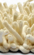 poko cuks shag area rug