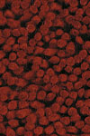 Red Shag Rug