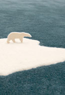 Name:Global Warming Rug, Item id:11_globalwarming (Thumbnail Image)