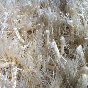 Name:Shag Fusion Cream Rug, Item id:27_SH-201_cream (Medium Image)