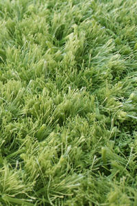 Name:Shag Fusion Lime Rug, Item id:27_SH201_green (Medium Image)