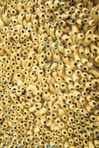 Name:Coral Shag Gold Rug, Item id:27_se-217 (Medium Image)