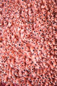 Name:Coral Shag Salmon Rug, Item id:27_se-223 (Medium Image)