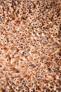 Name:Coral Shag Red Rug, Item id:27_se-225 (Medium Image)