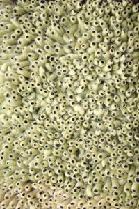 Name:Coral Shag Lime Rug, Item id:27_se-229 (Medium Image)