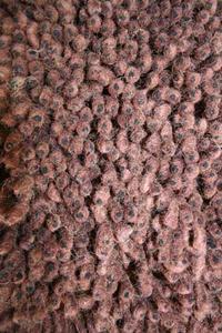 Name:Coral Shag Brown Rug, Item id:27_se-283 (Medium Image)