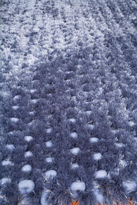 Name:Shiatsu Shag Blue Rug, Item id:27_mssg_blue (Medium Image)