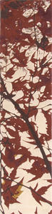 Name:Japanese Maple, Item id:clearanc_clr_Japanese_Maple (Thumbnail Image)