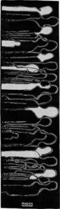 Name:Multitude Runner Black and White, Item id:clearanc_clr_Multitude_Runner_Black_and_ (Thumbnail Image)