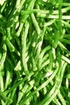 Haiku Shag Apple Green