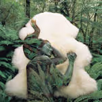 All New Sheepskin Rugs