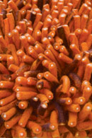 Primo Orange & Brown Shag Rug