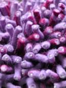 Primo Violet Fuchsia Shag Rug