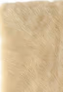 Yeti YET-1300 Beige Shag Rug